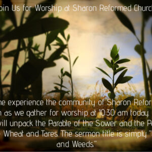 seeds and weeds Matthew 13:1-9, 18-30,36-43 “Seeds and Weeds”